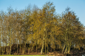 Landscape with an alder forest in early spring with yellow flowering male cats
