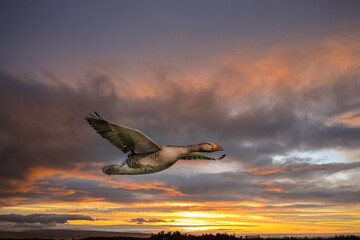 Fototapeta na wymiar Flying Greylag Goose, Anser anser, looking at the lens against background of setting sun with orange yellow and purple colored clouds