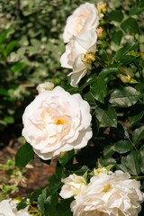バラ園の白バラ
White rose at rose garden