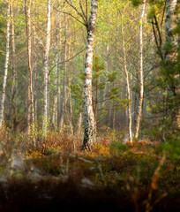 Fototapeta premium spring morning