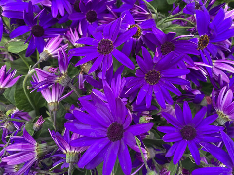 Top view on many isolated dark blue purple pericallis flowers in garden center