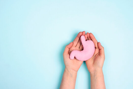 Female hands hold human stomach model on blue background. World Digestive Health Day.