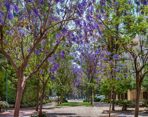 Alley with Jacaranda trees in purple  bloom. Tel Aviv, Israel. 