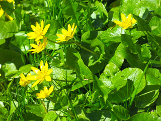 poisonous spring chistyak (Ficaria verna) blooms with yellow flowers