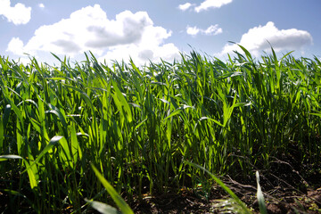 Field of young wheat on a background of the sky with clouds.	