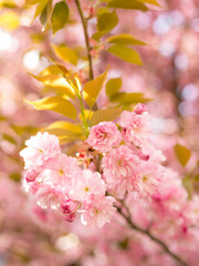 Fototapeta na wymiar Beautiful cherry blossom sakura in spring time on nature background. Botanical garden concept. Tender bloom. Aroma and fragrance. Spring season. Tenderness. Branch of sakura. Perfumery concept.