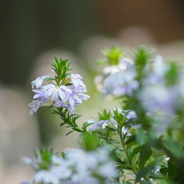 Scaevola aemula, blue fairy fan flower blooming in garden on blurred of nature background, Family Goodeniaceae plant