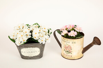 Flores blancas y rosas en macetero y en regadera para decoración.