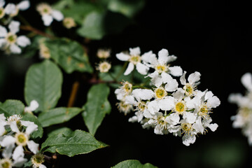 white flowers in the garden