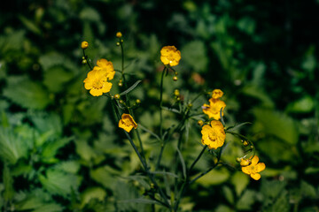 yellow flowers in the garden