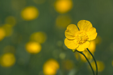 yellow buttercup on meadow background with yellow flowers
