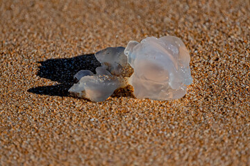 jellyfish on the sand