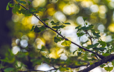 Ginkgo biloba tree branch on sunny spring evening