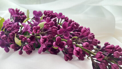 bouquet of lilac, lilac macro, lilac flowers
