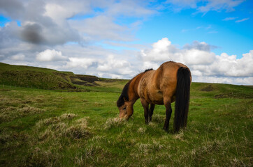  Icelandic Pony - 434307613
