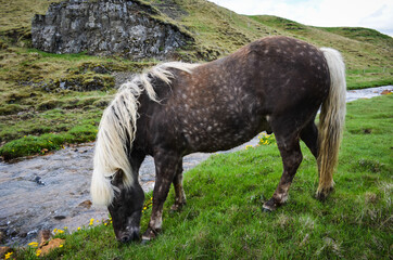  Icelandic Pony - 434307650
