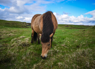  Icelandic Pony - 434307687