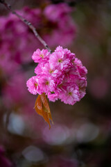 close up of pink cherry flowers