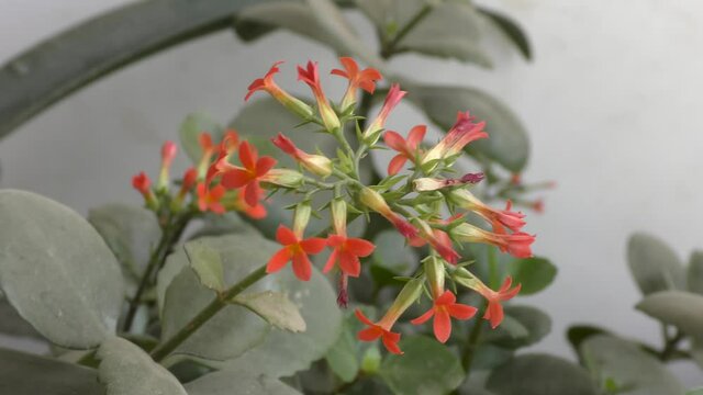 Small red flowers on the green plants swaying with wind and wall its behind