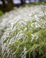 Spiraea x cinerea 