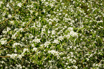 Apple trees in bloom in bright sunny day, green grass background.