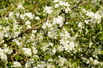 Apple trees in bloom in bright sunny day, green grass background.