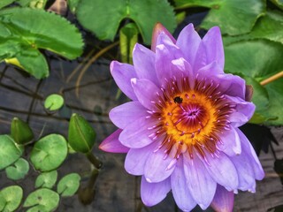 Beautiful purple lotus flower or water lily blossom and small insect at middle of yellow pollen. Green leaves background.top view can see whole flower.