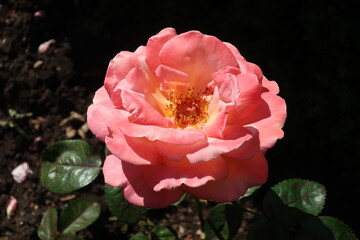 Happy rose in the garden.