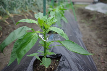 楽しい家庭菜園