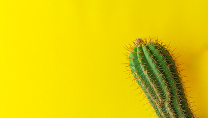 Green Tropical Plant on yellow background with copyspace.,Cactus fashion,minimal houseplant,hipster concept.