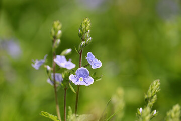 Blue flowers of Veronica chamaedrys in green grass, floral background. Forest glade in summer, beauty of nature