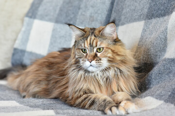Fototapeta premium Portrait of a domestic cat of the Maine Coon breed color torti on the sofa