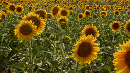 Fototapeta premium Field of sunflowers against the sunset sky
