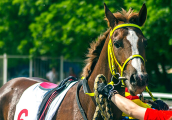  Portrait of arabian red mare.