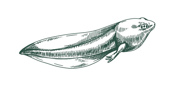 Frog's tadpole drawn in vintage style. Etching amphibian toad s polliwog. Aquatic reptile. Detailed handdrawn vector illustration of pollywog isolated on white background
