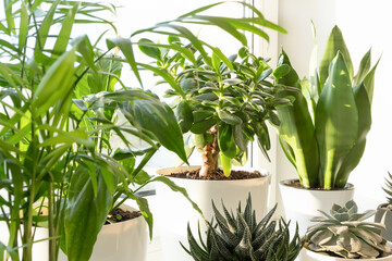 Home plants in white pots on the windowsill: succulents, Spathiphyllum,hamedorea or Areca palm. Home plants care concept. Houseplants in a modern interior.