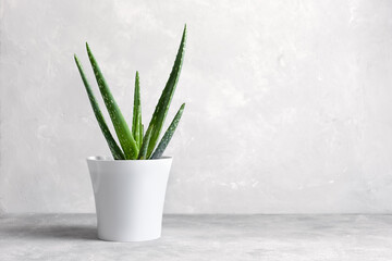 An aloe vera plant in a modern pot on a gray concrete background. The concept of minimalism....