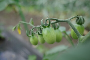 家庭菜園でオーガニック野菜栽培