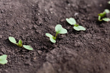 Radish sprouts grow in the ground. Small sprouts of radish hatch from the chennai soil, close-up