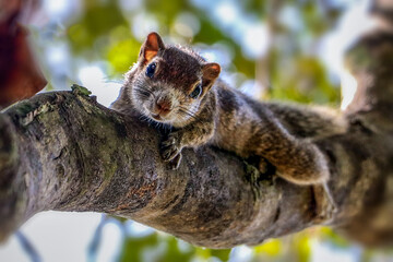Squirrel on a tree