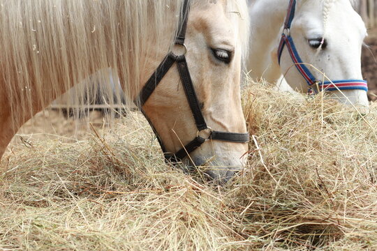 White horses eating hay at the farm close up