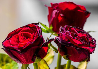 Getrocknete Rosen im Sonnenschein