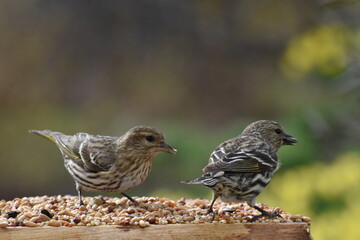 Bunting at the feeder