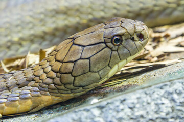 The king cobra (Ophiophagus hannah) is a large elapid endemic to forests from India through Southeast Asia. It is the world's longest venomous snake. It preys chiefly on other snakes.