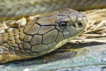 Obraz premium The king cobra (Ophiophagus hannah) is a large elapid endemic to forests from India through Southeast Asia. It is the world's longest venomous snake. It preys chiefly on other snakes.