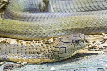 The king cobra (Ophiophagus hannah) is a large elapid endemic to forests from India through Southeast Asia. It is the world's longest venomous snake. It preys chiefly on other snakes.