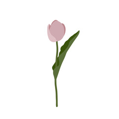 Tulip. Pink tulip flower with green leaves. Vector illustration on a white background.