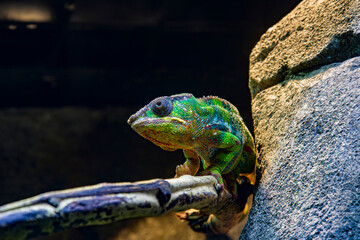 The panther chameleon is a species of chameleon found in the eastern and northern parts of Madagascar.
In a form of sexual dimorphism, males are more vibrantly colored than the females.