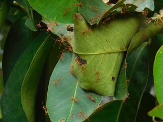 Ants on leaf, Home of ants