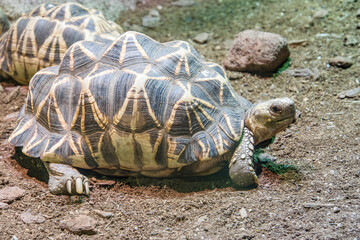 The Burmese star tortoise (Geochelone platynota) is a critically endangered, native to the dry,...